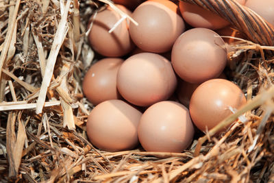 Close-up of eggs