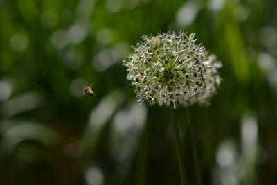 Close-up of bee on flower