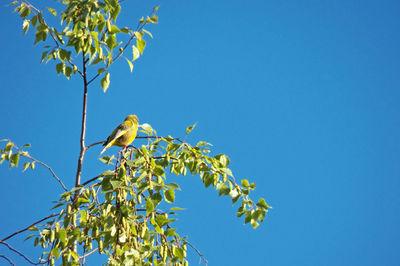 Low angle view of bird perching on plant against blue sky