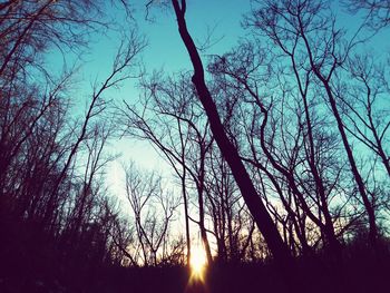 Sun shining through trees