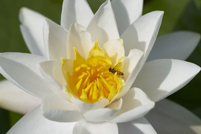 Close-up of insect on white flower