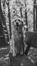 Portrait of dog sitting on bench