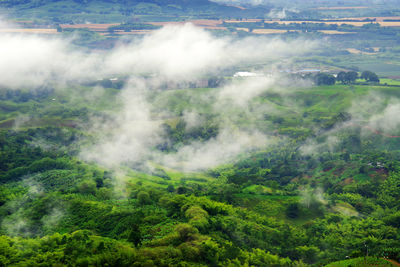 High angle view of trees in forest