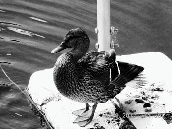 Close-up of duck in lake