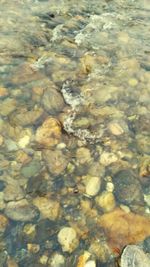 High angle view of fishes swimming in sea