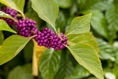 Bright purple berries on a beautyberry bush callicarpa americana in the southern united states
