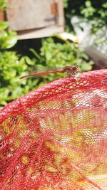 Close-up of insect on plant