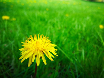 Close-up of yellow flower blooming on field