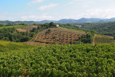 Scenic view of green landscape