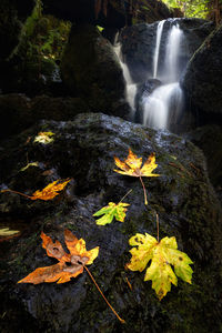 Autumn leaves on rocks