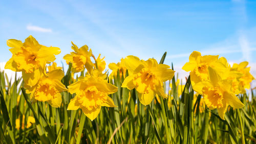 Close-up of yellow flowering plants on field against sky