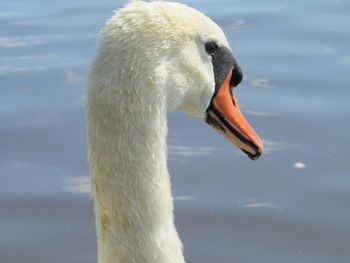 Close-up of swan swimming in lake