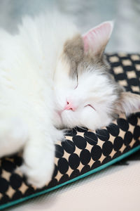 Close up of a white cat sleeping on a cushion at home