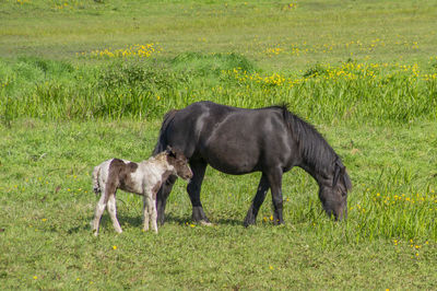 Horse standing in a field