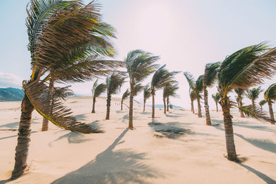 Palm trees on beach against clear sky