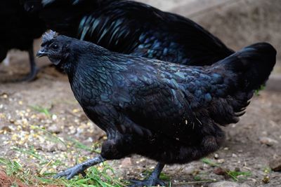 Close-up of a chicken