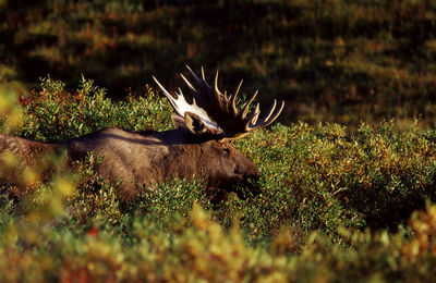 View of deer on field