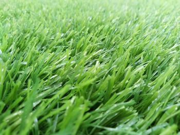 Full frame shot of fresh green field