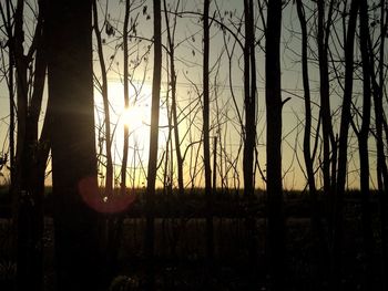 Silhouette of trees at sunset