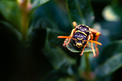 Close-up of insect on plant