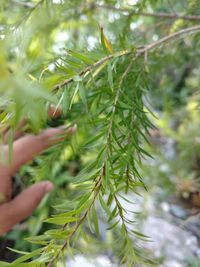 Close-up of hand on tree