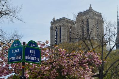 Low angle view of cherry blossom by building against sky