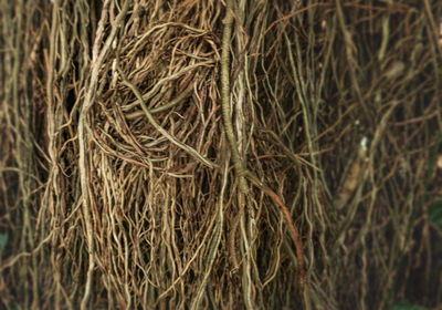 Full frame shot of crops on field