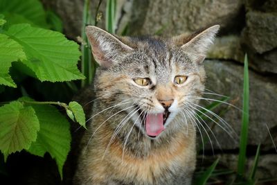 Close-up portrait of a cat