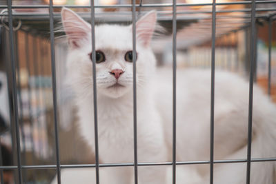 Portrait of a cat in cage