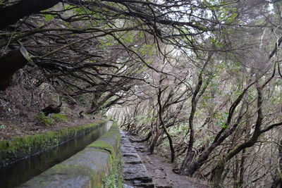 Scenic view of trees