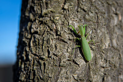 Close-up of a tree trunk