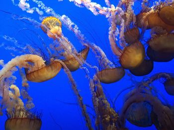 Close-up of jellyfish swimming in aquarium 