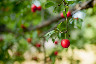 Close-up of red berries growing on tree