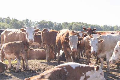 Cows grazing in a field