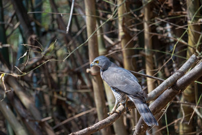 Close-up of bird perching on branch in forest