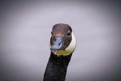 Close-up portrait of a bird canada goose 