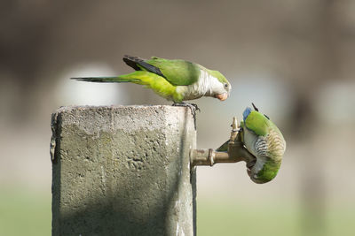 Close-up of parrot perching on wood