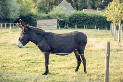 Side view of a horse on field