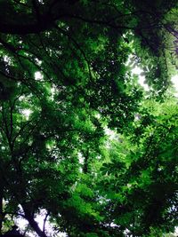 Low angle view of trees