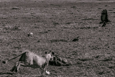 View of a horse on field
