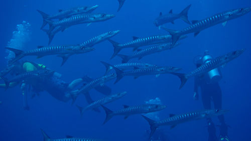 School of fish swimming in sea