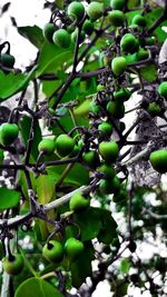 Close-up of grapes hanging on tree