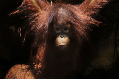 Close-up of a monkey looking away