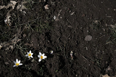 Close-up of flowers