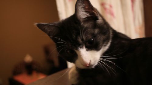 Close-up of cat