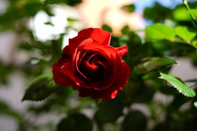 Close-up of red rose