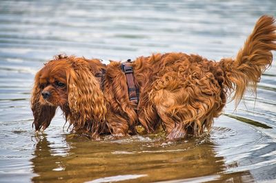 Dog standing in a lake