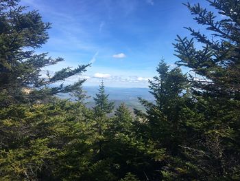 Trees growing in forest against sky