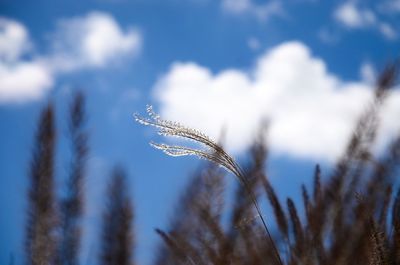 Close-up of frost on plant against sky