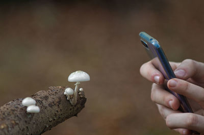 Cropped hands photographing wild mushrooms on dead tree